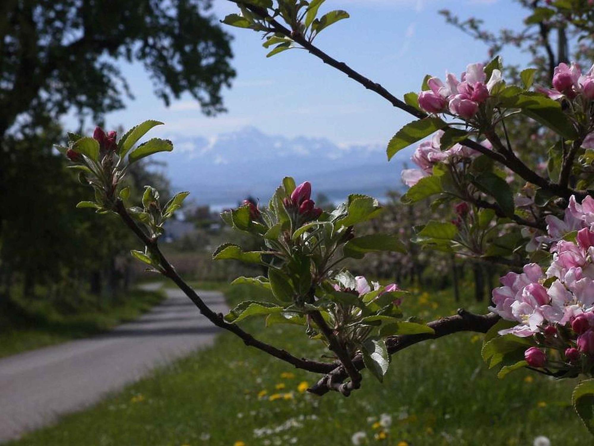 Haus Alpenblick Apartment Immenstaad am Bodensee Bagian luar foto